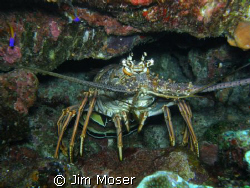 Spiney Lobster. Photo taken with SP 550UZ July 2008, Gran... by Jim Moser 